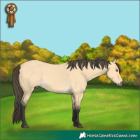 Horse Color:Buckskin Dun Sabino