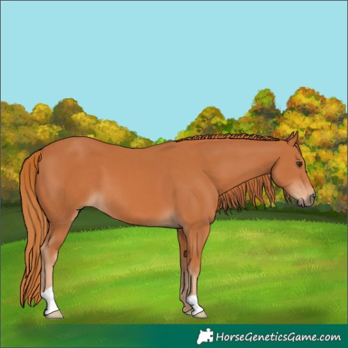 Horse Color:Chestnut 