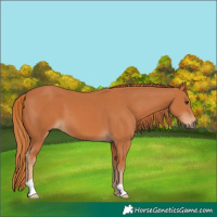 Horse Color:Chestnut 