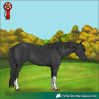 Horse Color:Black Tobiano 