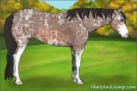 Horse Color:Bay Ice Roan Sabino