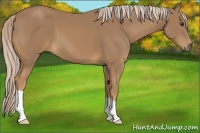 Horse Color:Palomino