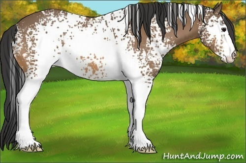 Horse Color:White Spotted Buckskin 