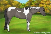 Horse Color:Smoky Grullo Tobiano