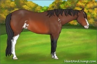Horse Color:Bay Sabino 