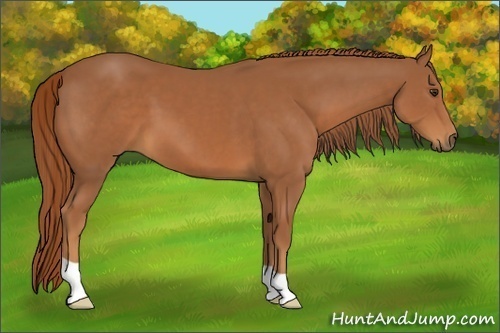 Horse Color:Chestnut 