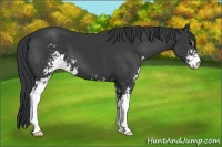 Horse Color:Black Sabino