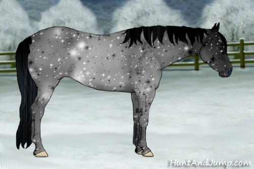 Horse Color:ERROR: UNKNOWN ANOMALY