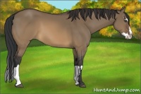 Horse Color:Unknown 
