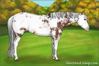 Horse Color:Bay Sabino 
