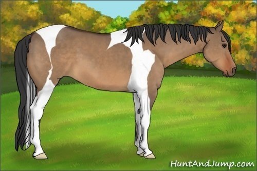 Horse Color:Bay Dun Tobiano 