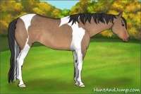 Horse Color:Bay Dun Tobiano