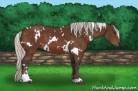 Horse Color:White Spotted Silver Bay Sabino
