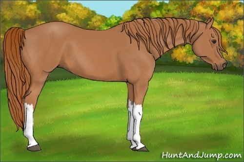 Horse Color:Chestnut 