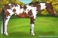 Horse Color:White Spotted Bay 