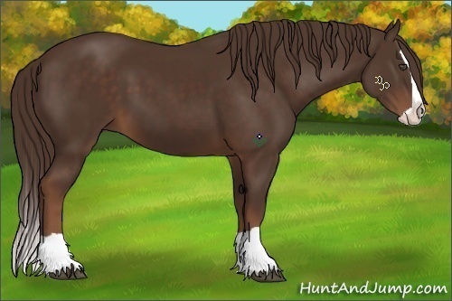 Horse Color:Liver Chestnut Splash 