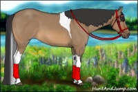 Horse Color:Bay Dun Tobiano Frame