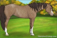 Horse Color:Classic Champagne Rabicano 