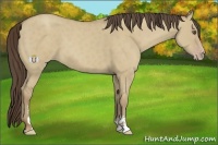 Horse Color:Classic Cream Champagne Dun Sabino 