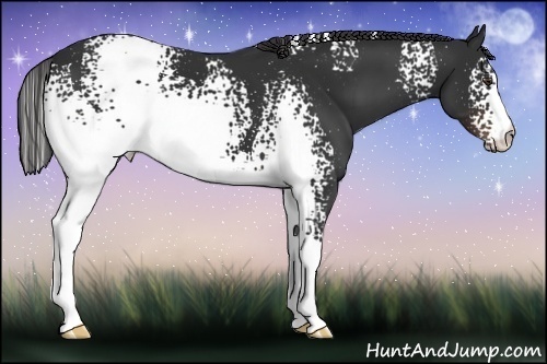 Horse Color:White Spotted Liver Chestnut 