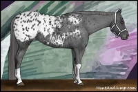 Horse Color:Black Appaloosa 