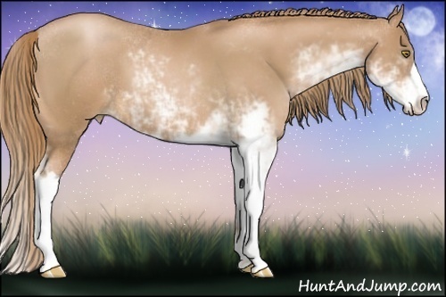 Horse Color:Chestnut Pearl Sabino 