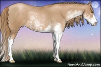 Horse Color:Chestnut Pearl Sabino