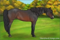 Horse Color:Brown Roan