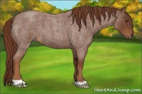 Horse Color:Red Roan