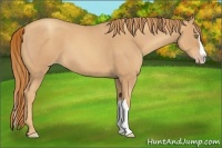 Horse Color:Gold Champagne Roan Splash 