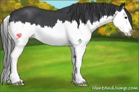 Horse Color:Blue Roan Splash 