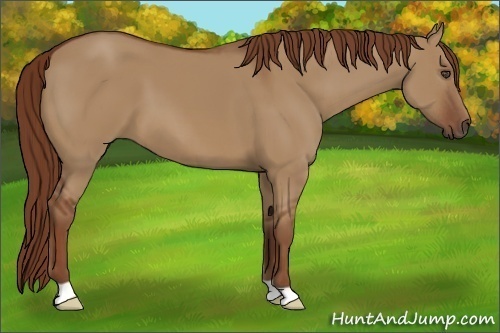 Horse Color:Unknown 