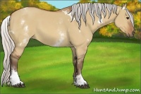 Horse Color:White Spotted Silver Bay Dun 