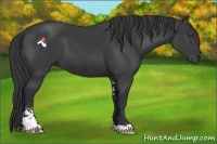 Horse Color:Black Sabino
