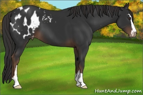 Horse Color:Liver Chestnut Sabino Appaloosa 