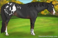 Horse Color:Liver Chestnut Sabino Appaloosa 