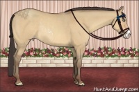 Horse Color:Amber Champagne Dun Sabino Frame Rabicano