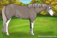Horse Color:Silver Grullo Sabino 