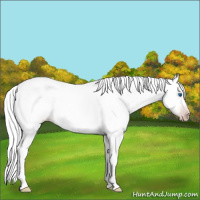 Horse Color:Gray White Spotted Amber Cream Champagne Splash