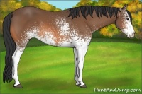 Horse Color:White Spotted Buckskin