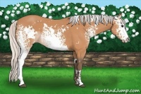 Horse Color:White Spotted Silver Bay 
