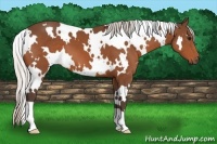 Horse Color:White Spotted Silver Bay 