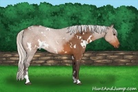 Horse Color:White Spotted Silver Brown Sabino 