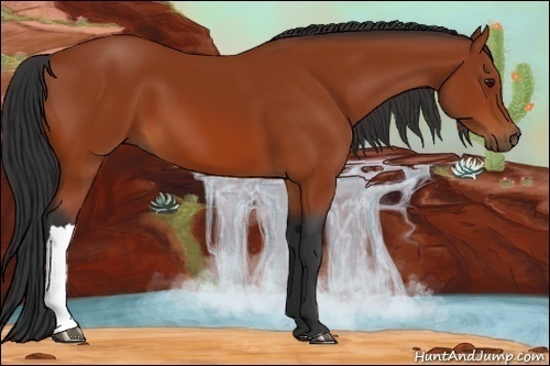 Horse Color:Bay 