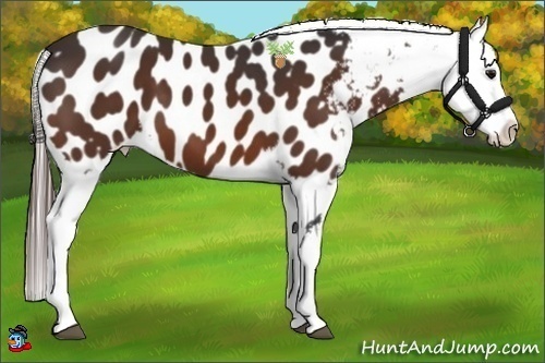 Horse Color:Brown Near Leopard 