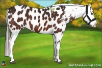 Horse Color:Brown Near Leopard 