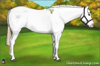 Horse Color:Liver Chestnut Appaloosa