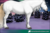 Horse Color:Buckskin Roan Appaloosa 