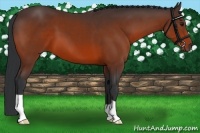 Horse Color:Bay 