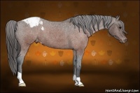 Horse Color:Brown Appaloosa